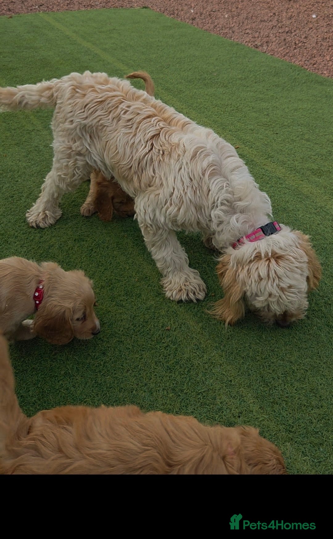 Cockapoo dogs for sale: Cockapoo puppys for sale - Image 20