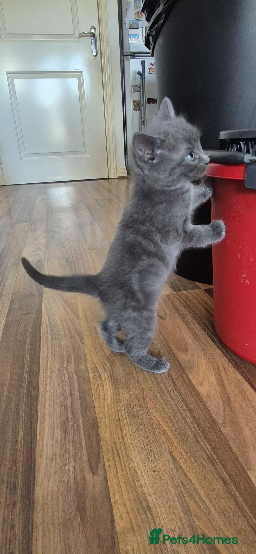 Ragdoll cats for sale: Randoll X Kittens - Image 8