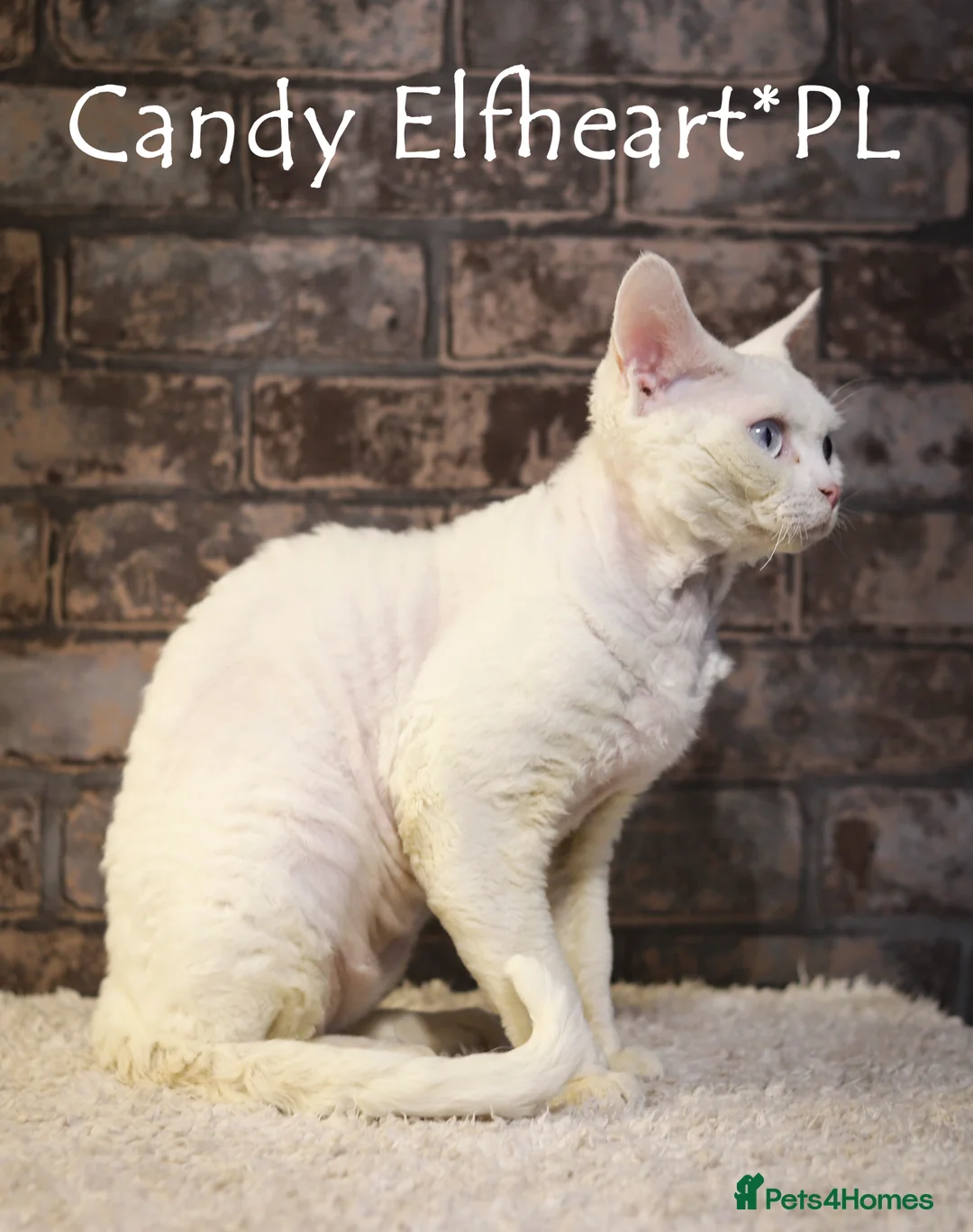 Devon Rex cats for stud: Stunning white boy with blue eyes for stud in Whitchurch - Advert 11