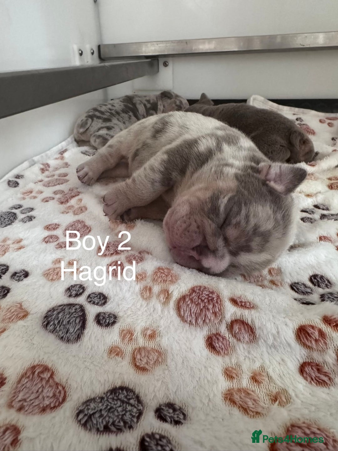 English Bulldog dogs for sale: English Bulldogs ready to leave 10/12/25  - Advert 7