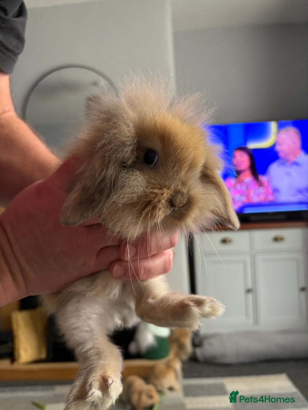 Mini Lion Lop rabbits for sale: Mini lion lop babies  - Image 8