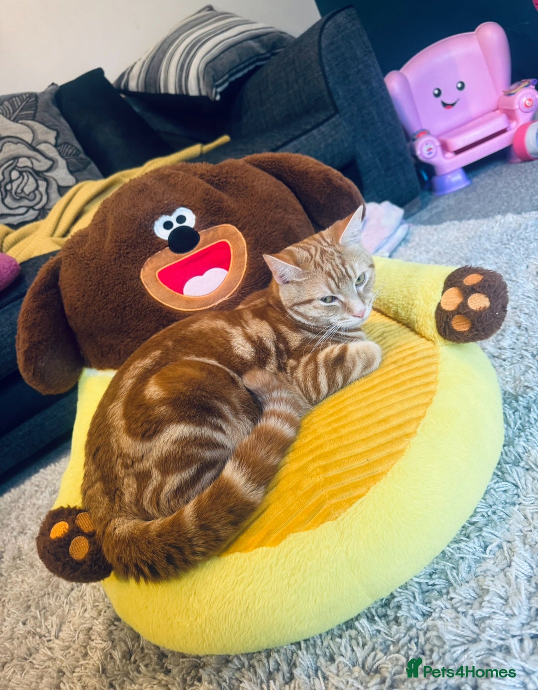 Mixed Breed cats for sale: Jasper  - Advert 8