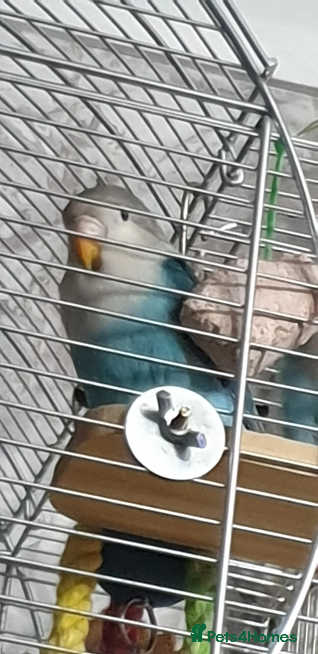 Lovebirds birds for sale: 2 baby lovebirds for sale - Advert 4