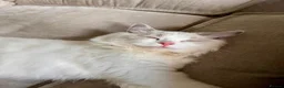Ragdoll cats for sale: Ragdoll Kitten 6 months for sale in London - Advert 3