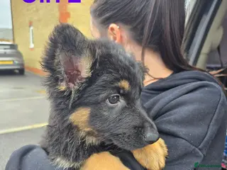 German Shepherd dogs German Shepherd Puppies - Advert 1