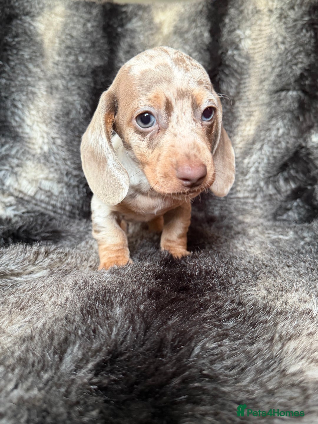 Miniature Dachshund dogs for sale: KC Registered Miniature Shorthaired Dachshund - Image 19