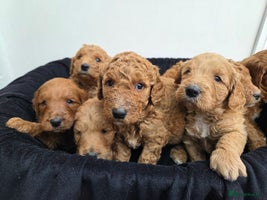 Goldendoodle dogs Beautiful F1B Goldendoodle Puppies DNA tested - Advert 4