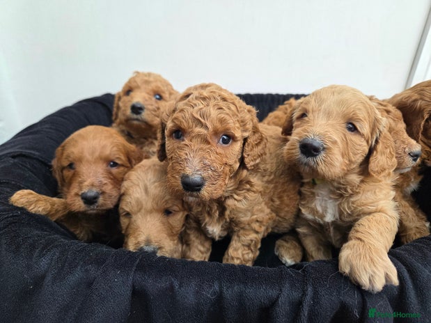 Goldendoodle dogs - Advert 2