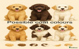 Goldendoodle dogs for sale: F1 Goldendoodle Puppies Expected – Early November - Image 1