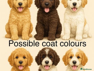 Goldendoodle dogs - Advert 36