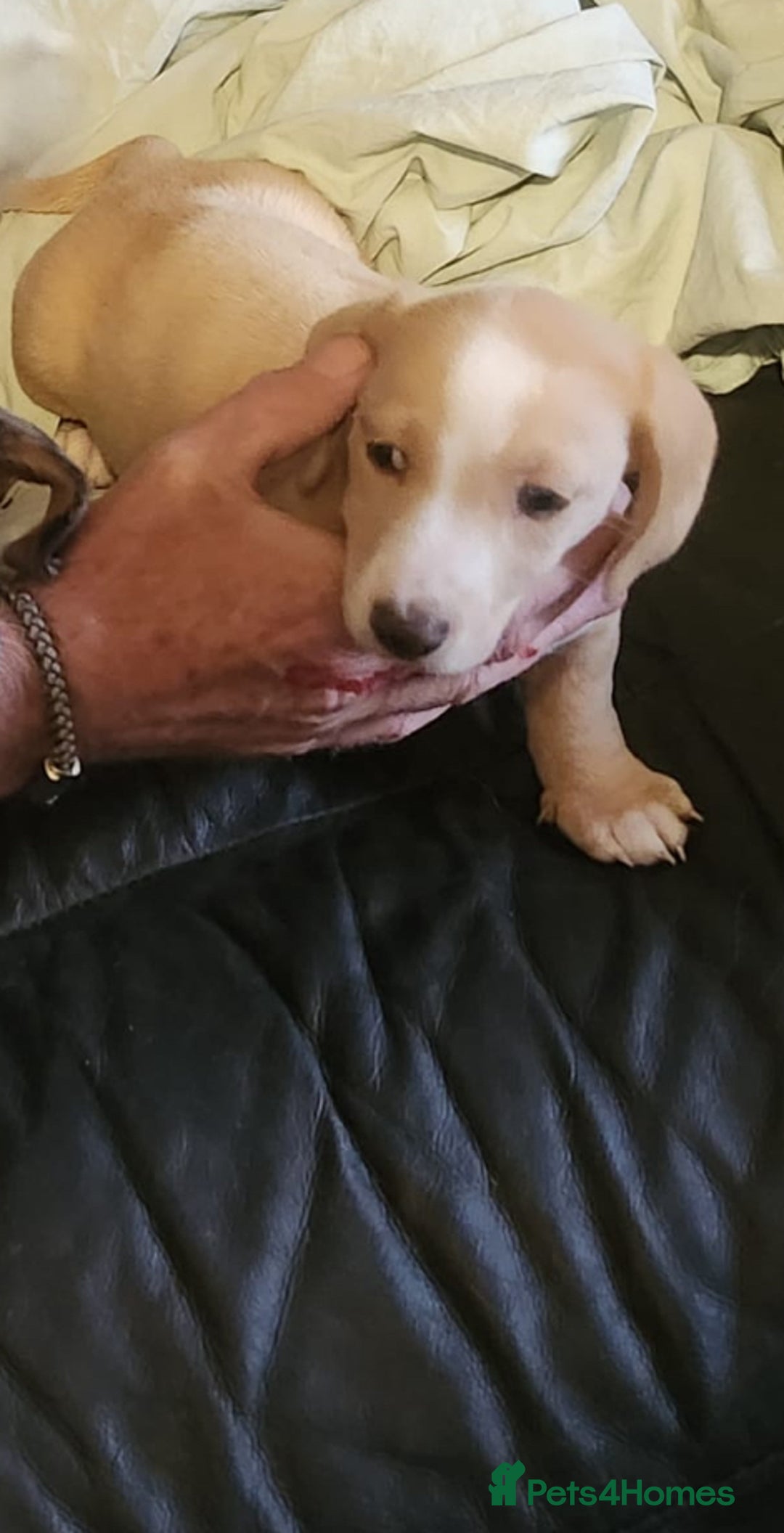 Miniature Dachshund dogs for sale: Shaded red miniature dachshund for sale - Image 7