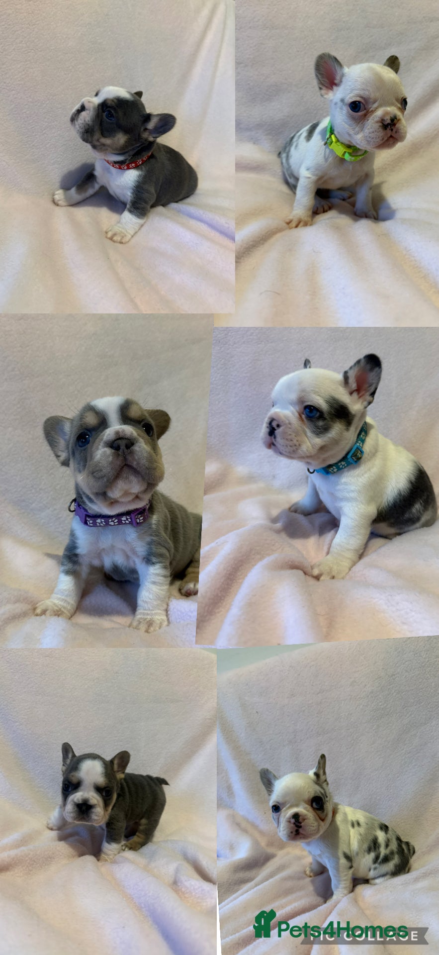 French Bulldog dogs 6 LEFT Quality KC reg French Bulldog puppies - Advert 2