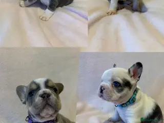 French Bulldog dogs 6 LEFT Quality KC reg French Bulldog puppies - Advert 2