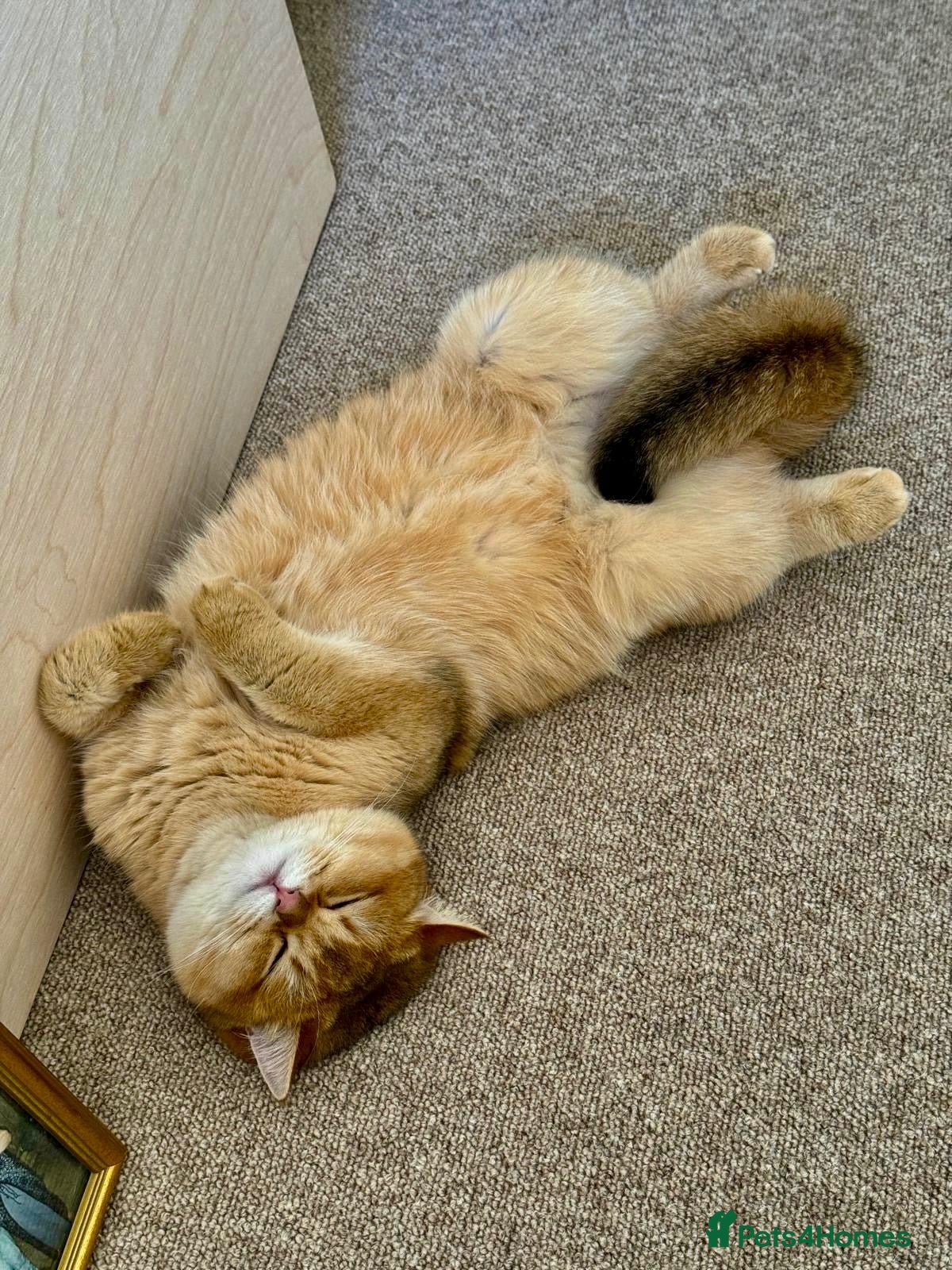 British Shorthair cats for sale: 2 boys Golden BSH for rehoming  - Advert 10