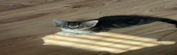 Mixed Breed cats for sale: Kittens for sale  in Wrexham - Advert 12