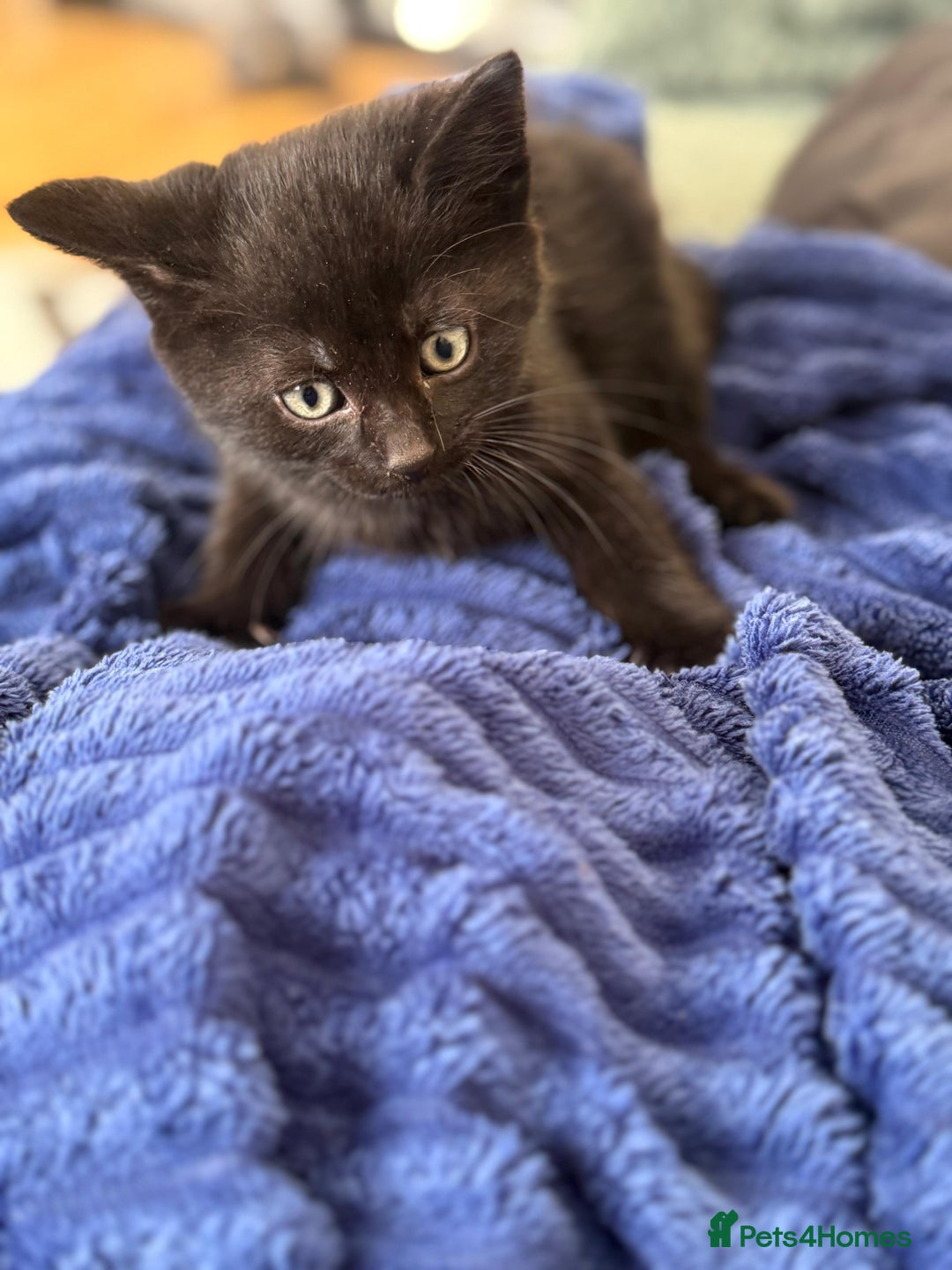 Mixed Breed cats for sale: Kittens - Advert 4