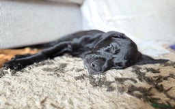 Labrador Retriever dogs for sale: KC REG LABS - Ready Now - fox red and black males in Houghton le Spring - Image 10