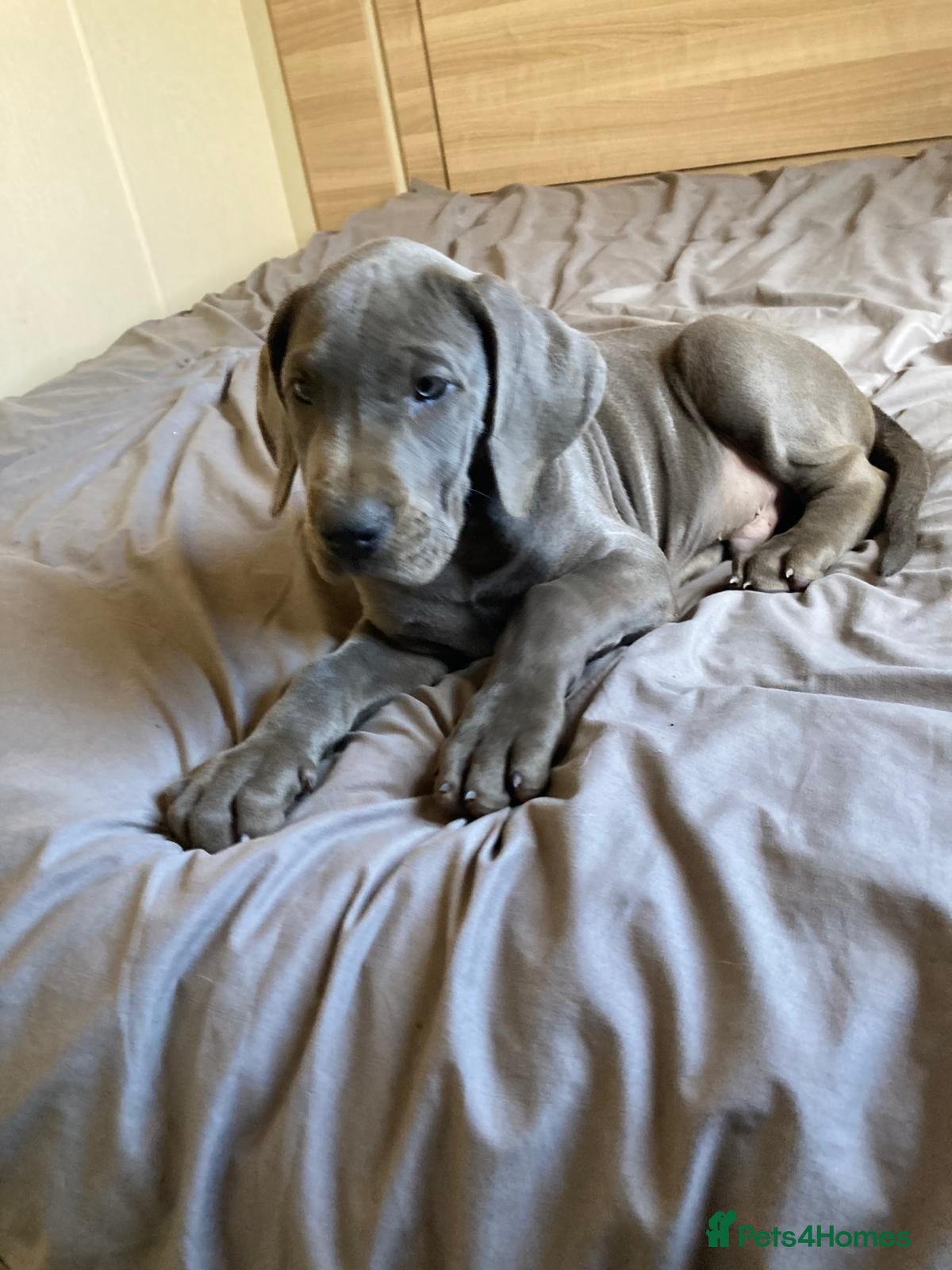 Great Dane dogs Blue Great Dane puppies - Advert 6