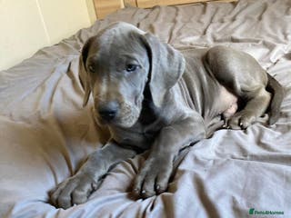 Great Dane dogs Blue Great Dane puppies - Advert 9