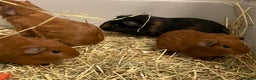 Guinea Pig rodents for sale: Baby Guinea Pigs. Male & Female pairs - Advert 8