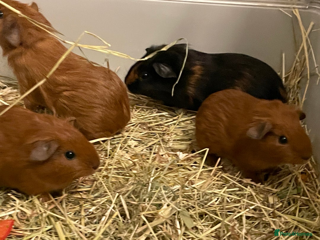 Guinea Pig rodents for sale: Baby Guinea Pigs. Male & Female pairs - Advert 8
