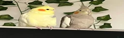 Cockatiels birds for sale: 2 cockatiels looking for loving home - Advert 1