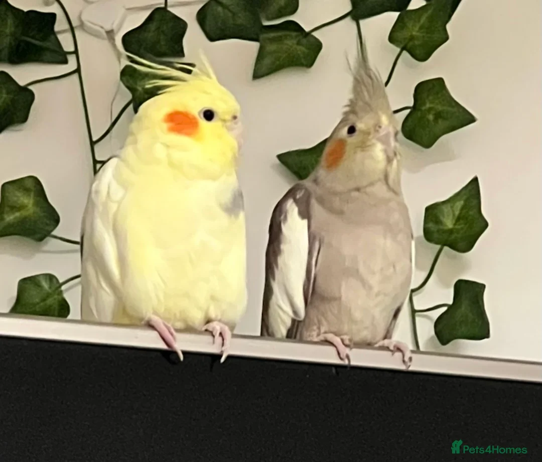 Cockatiels birds for sale: 2 cockatiels looking for loving home - Advert 1