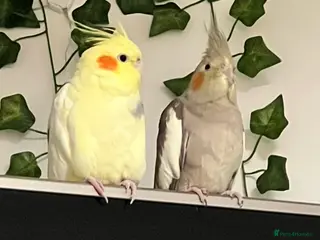 Cockatiels birds 2 cockatiels looking for loving home - Advert 2