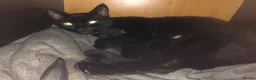 Mixed Breed cats for sale: 2 Beautiful Kittens - Advert 1