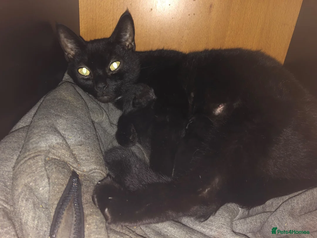 Mixed Breed cats for sale: 2 Beautiful Kittens - Advert 1