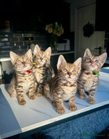 Bengal cats 4 tiger cub bengal girls for sale - Advert 6
