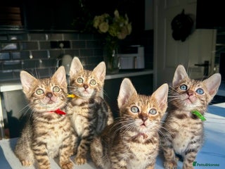 Bengal cats 4 tiger cub bengal girls for sale - Advert 4