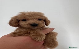 Cockapoo dogs for sale: cockapoo puppies  - Image 8