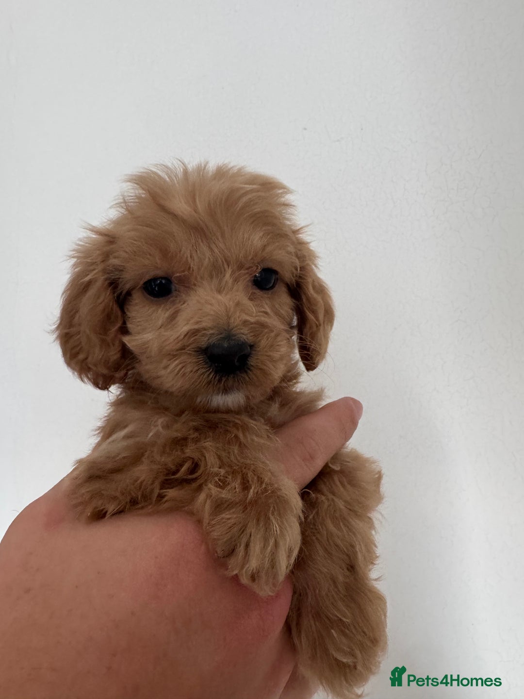 Cockapoo dogs for sale: cockapoo puppies  - Image 8
