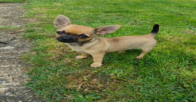 Chihuahua dogs - Advert 6