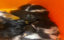 Guinea Pig rodents for sale: Beautiful male baby  guinea pigs - Image 1