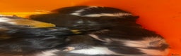 Guinea Pig rodents for sale: Beautiful male baby  guinea pigs - Advert 1