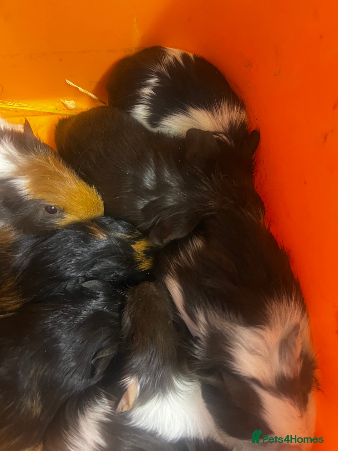 Guinea Pig rodents for sale: Beautiful male baby  guinea pigs - Image 1