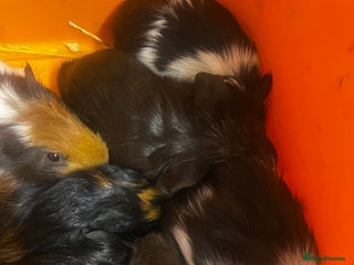 Guinea Pig rodents - Advert 12