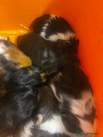 Guinea Pig rodents - Advert 6
