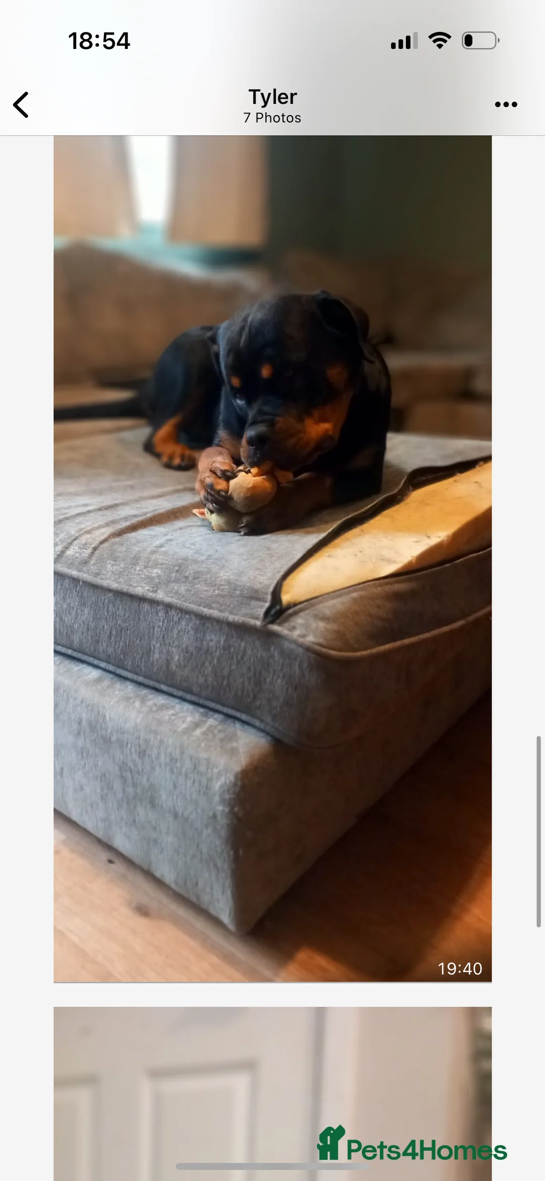 Rottweiler dogs for sale: Rottweiler  in Bury Saint Edmunds - Advert 2