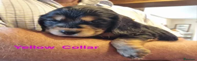 Black & Tan Girl (Yellow collar)