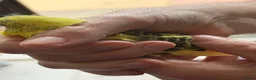 Budgerigars birds for sale: 5 baby budgies  in Nuneaton - Advert 3