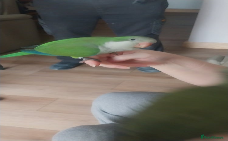 Parakeets birds - Advert 5