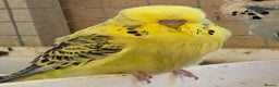 Budgerigars birds for sale: Rare mutation in u.k - Advert 1