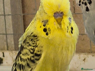 Budgerigars birds - Advert 5