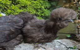 Chickens poultry for sale: Two chocolate silkie hens  - Image 1