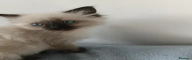 Ragdoll 1