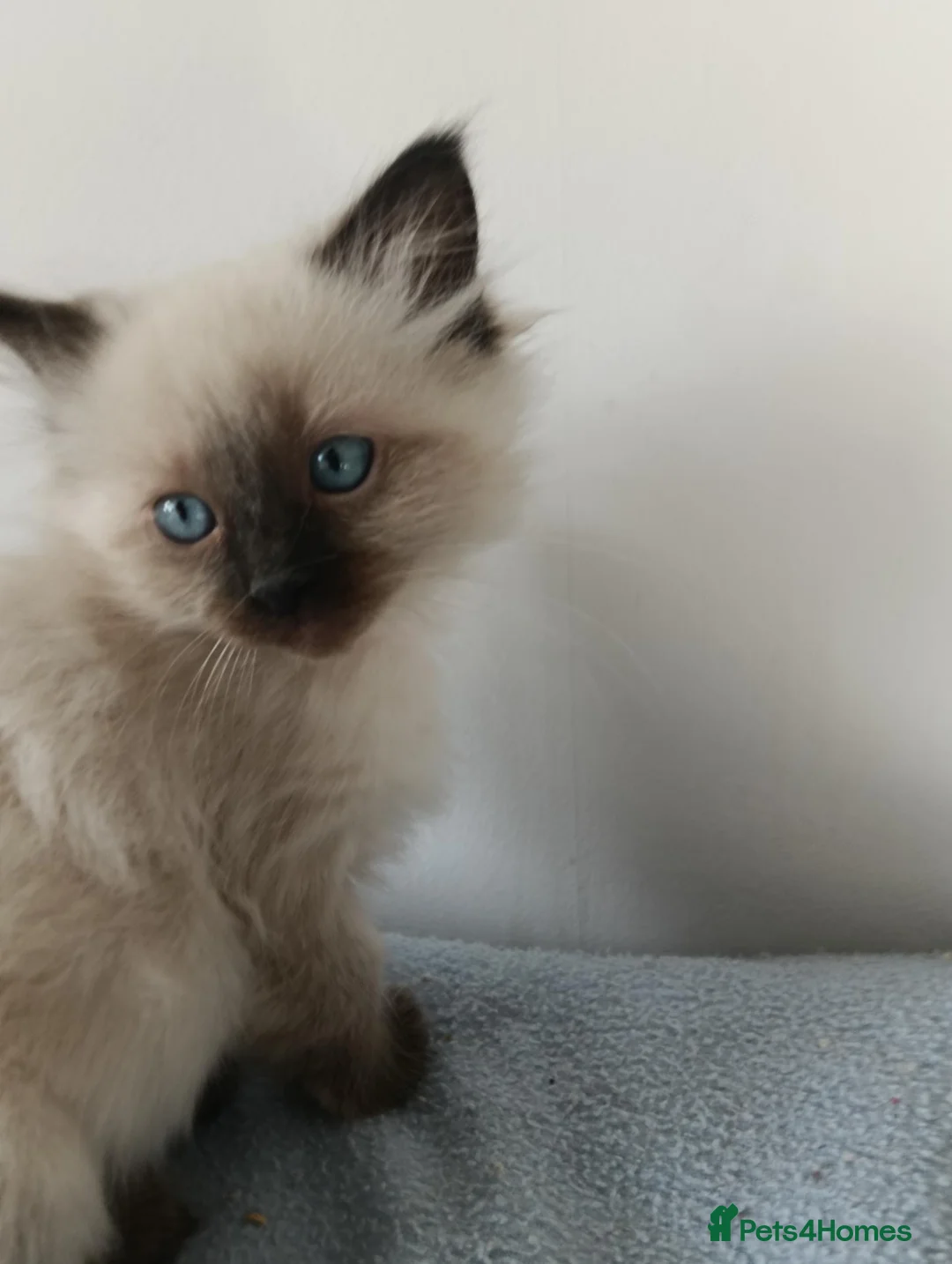 Ragdoll cats for sale: GCCF Registered Ragdoll Kittens  - Advert 2