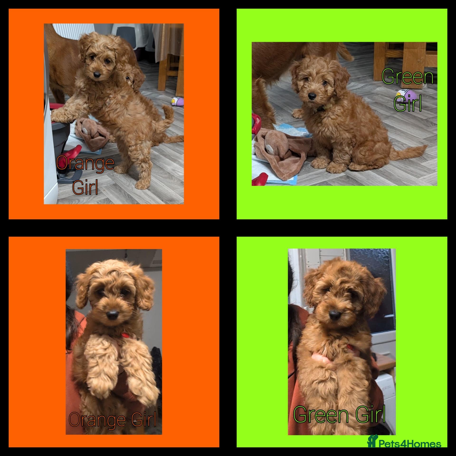 Cockapoo dogs for sale: READY NOW 2 x Red Cockapoo Girls For Sale - Advert 1